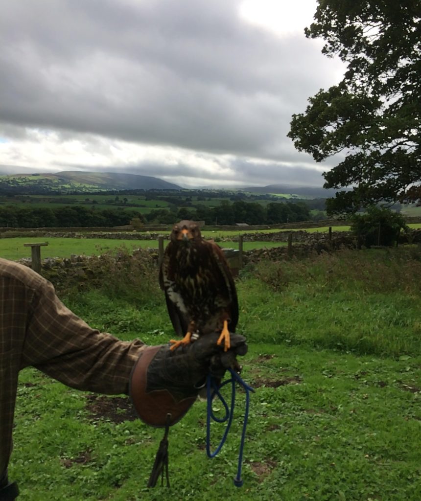 Why not buy a Bolton Castle Falconry Experience as a Christmas present?