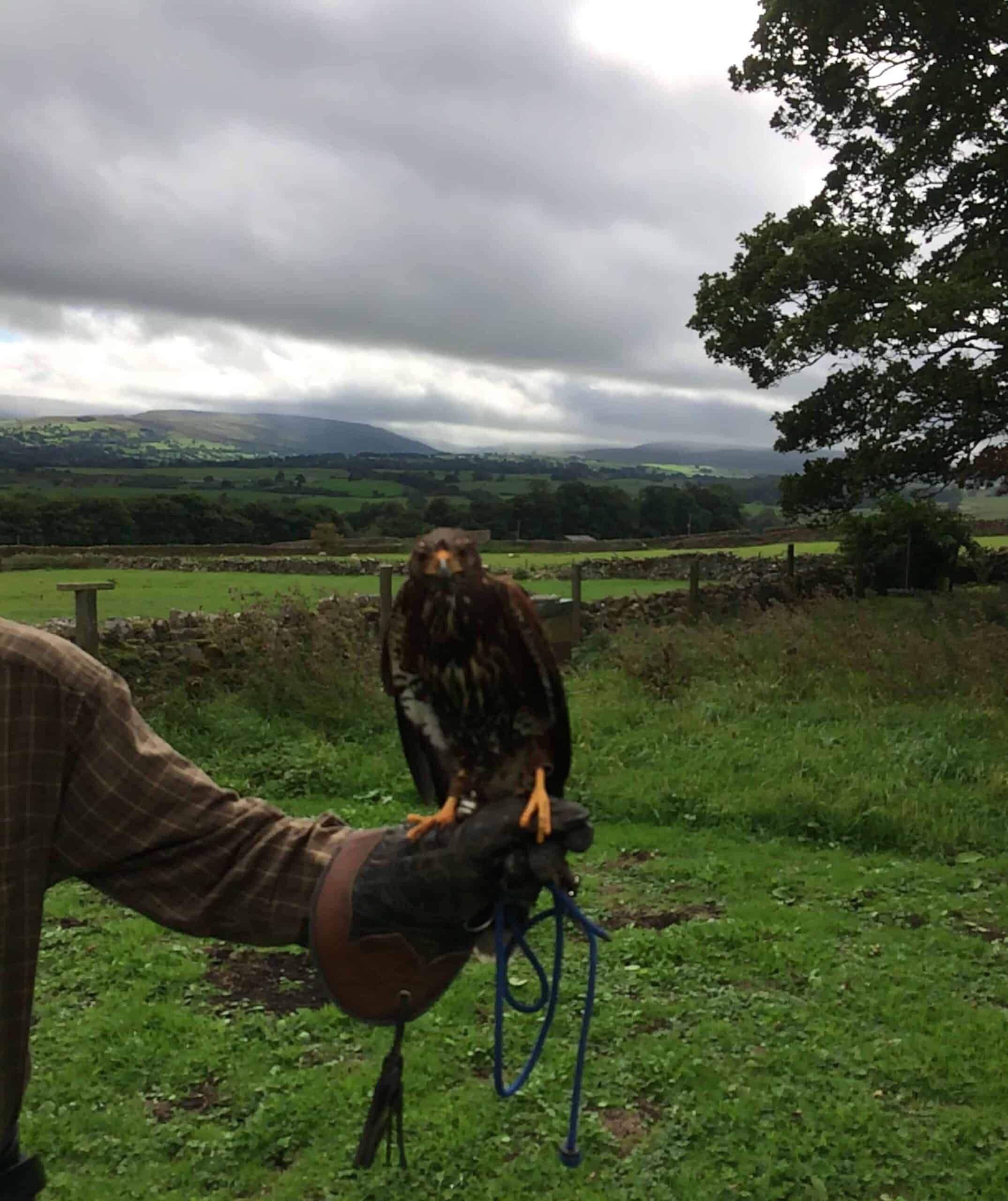 Harris Hawk