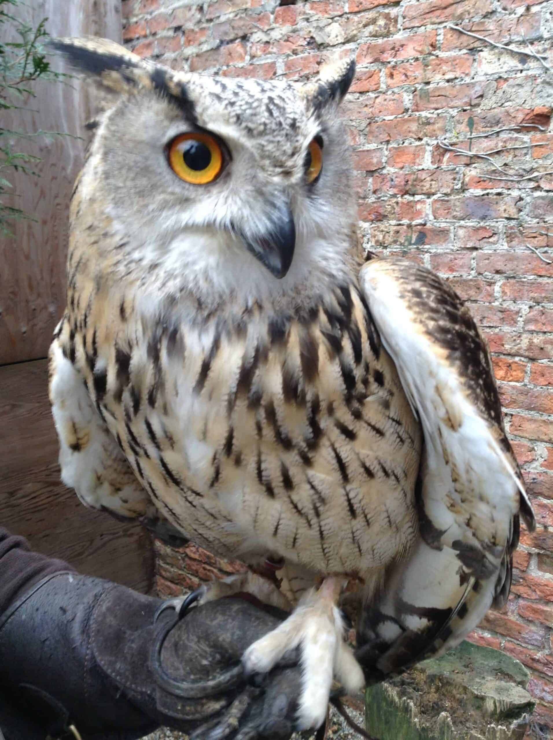 owl