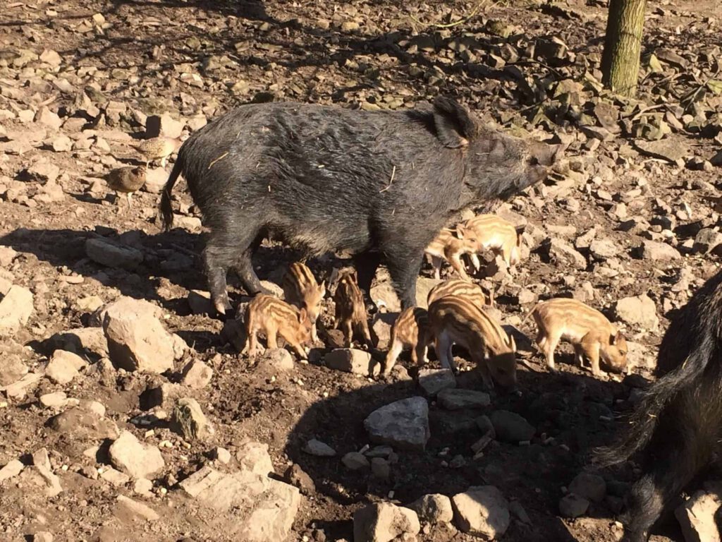 Wild boar piglets