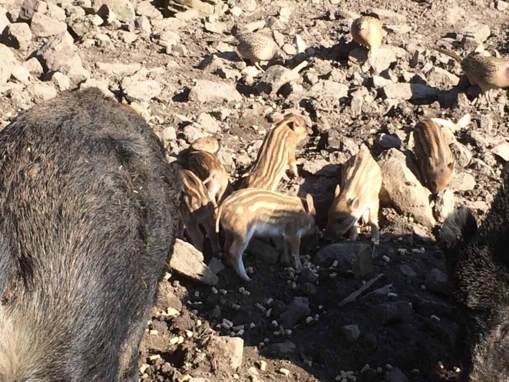 Wild boar piglets
