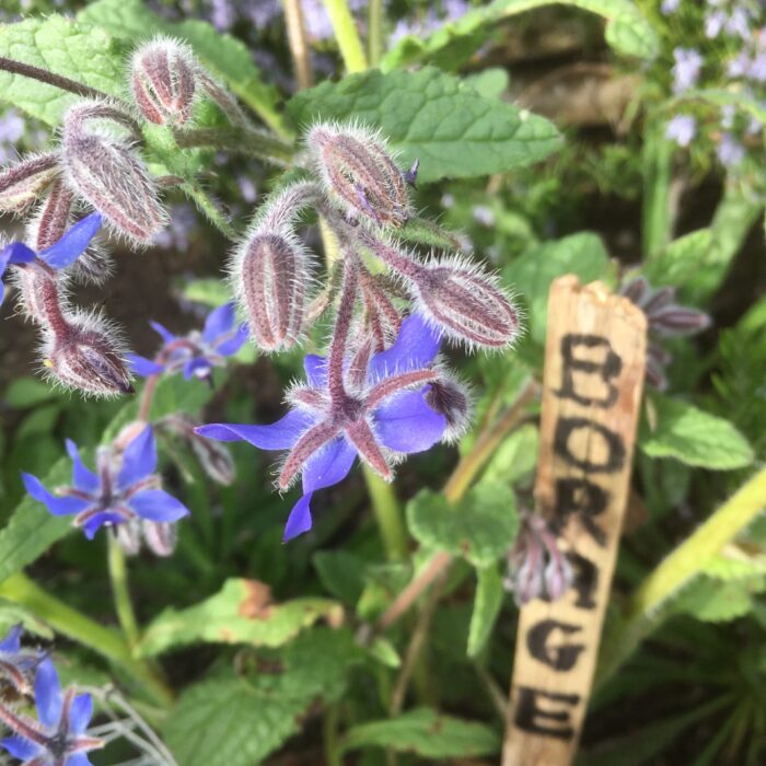 Borage