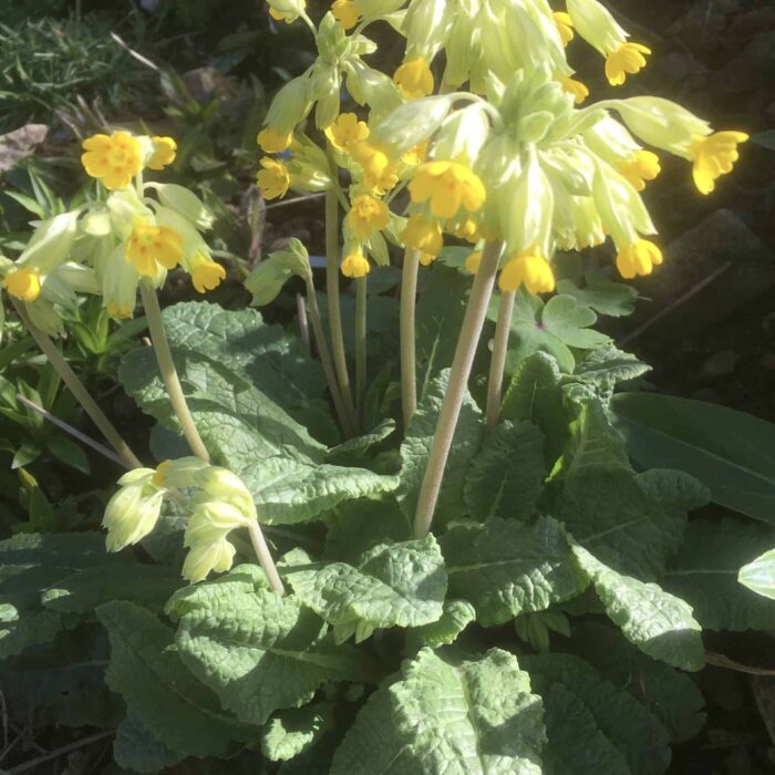 Cowslip