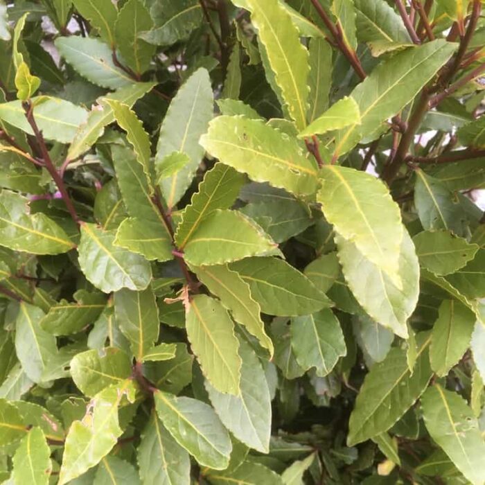 Bay Laurel