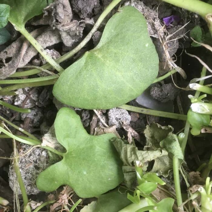 Buckler Leaf Sorrel