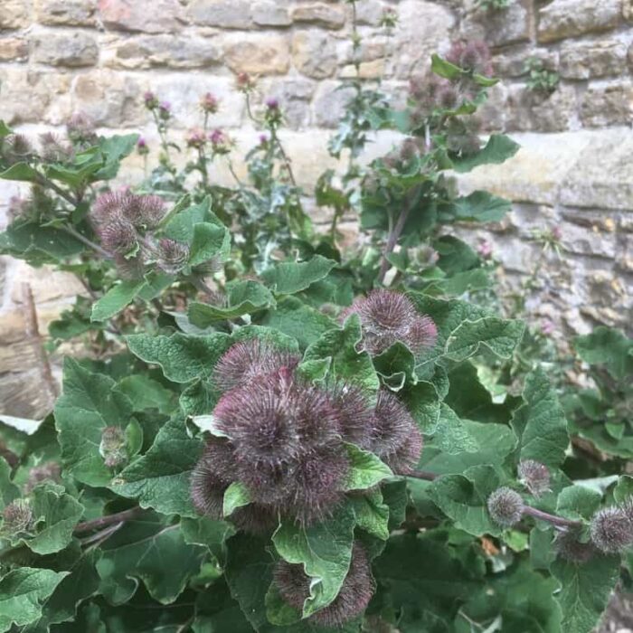 Burdock