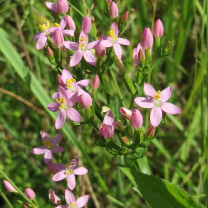 Centaury
