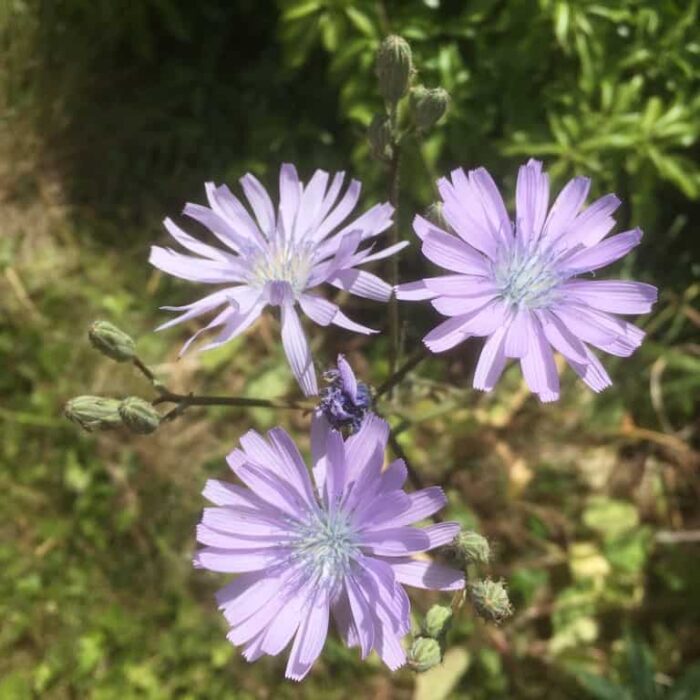 Chicory