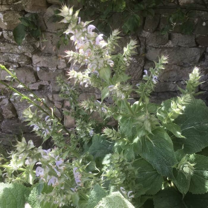 Clary Sage