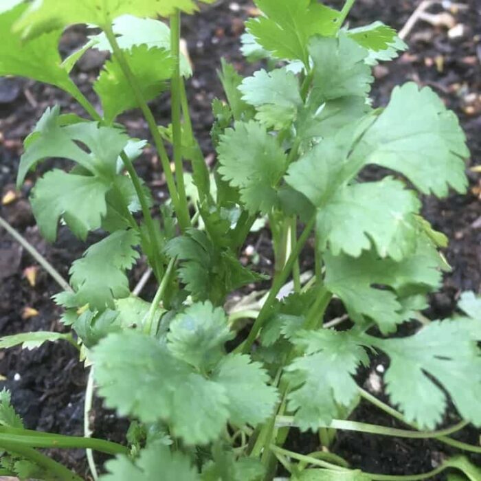 Coriander