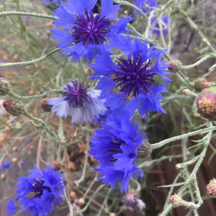 Cornflower 1 (cyanus)