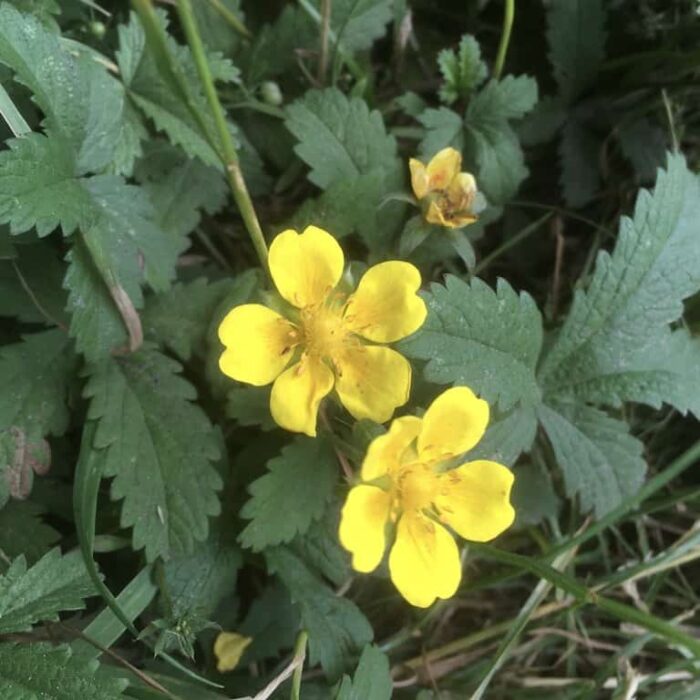 Creeping Cinquefoil