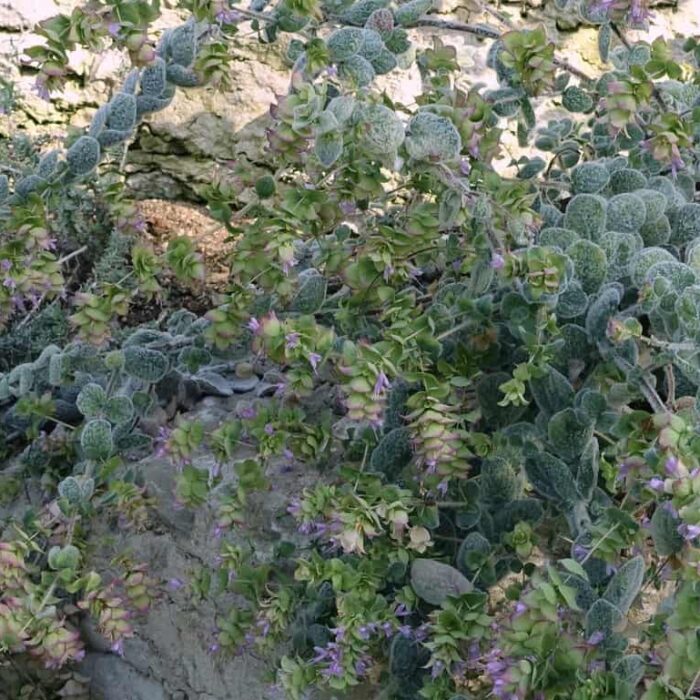 Dittany of Crete (wc)