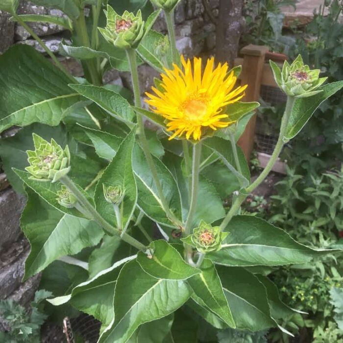 Elecampane
