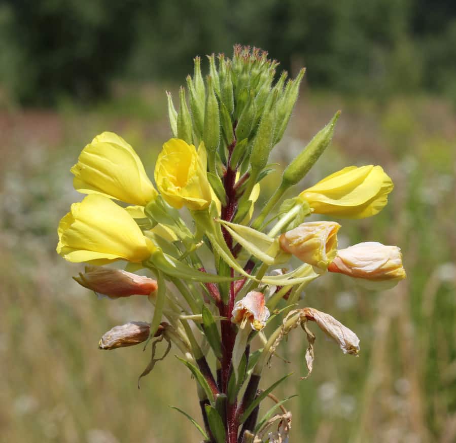 Evening Primrose (wc)