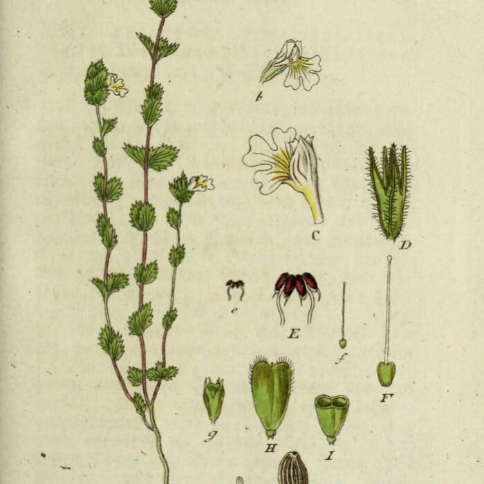Deutschlands flora in abbildungen nach der natur
Nurnberg :Gedruckt auf kosten des verfassers,1798-[1862]
https://biodiversitylibrary.org/page/43634523