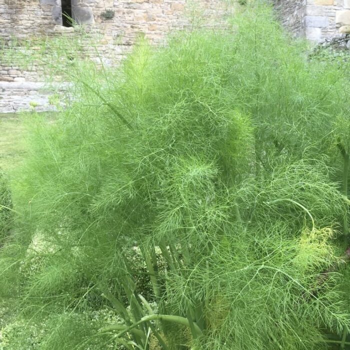 Fennel (green)