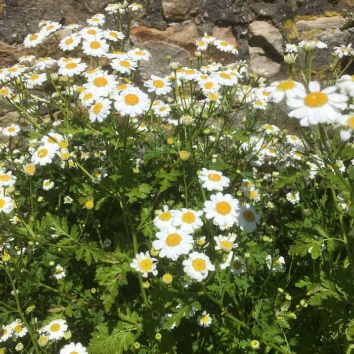 Feverfew