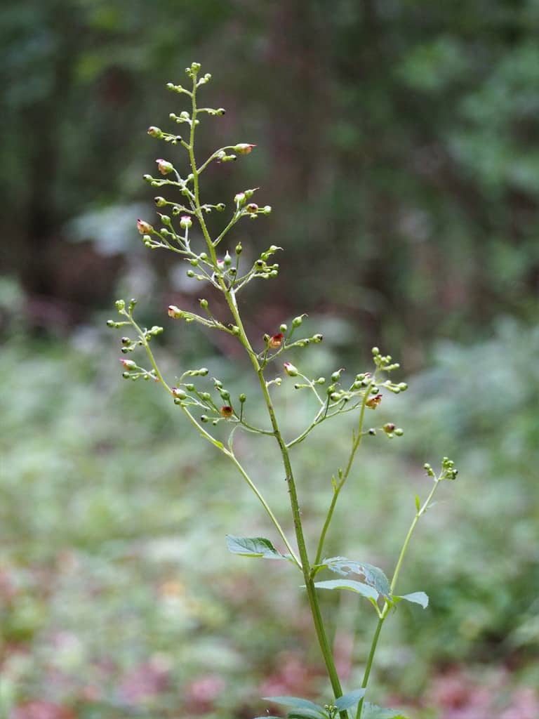 Scrophularia nodosa