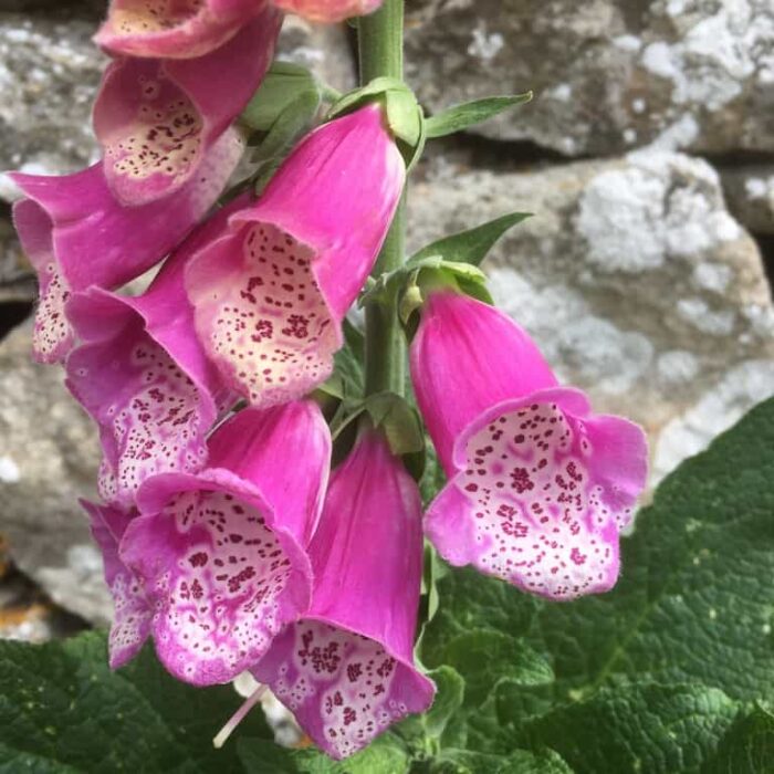 Foxglove