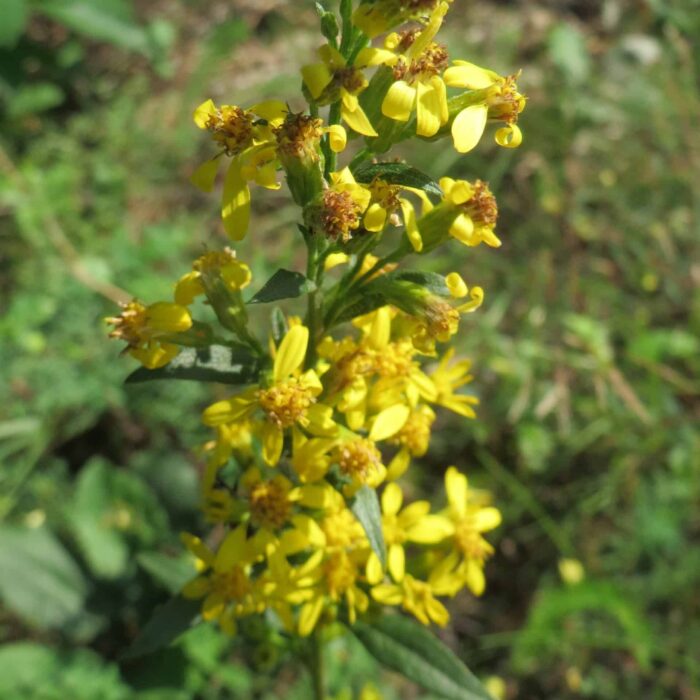 Goldenrod (wc)