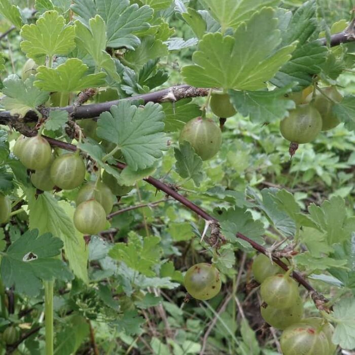 Gooseberry (wc)