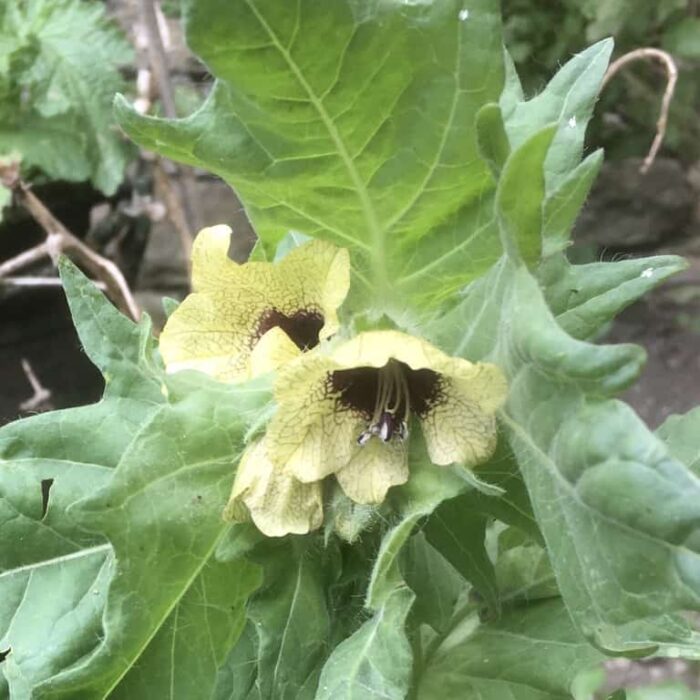 Henbane