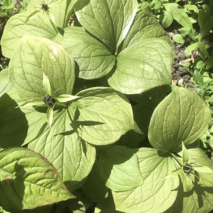 Herb Paris