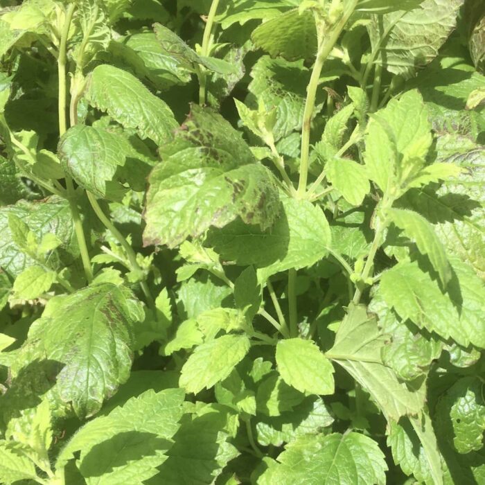 Lemon Balm