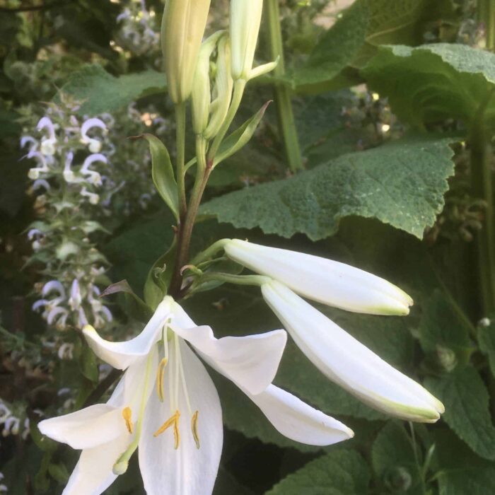 Madonna Lily