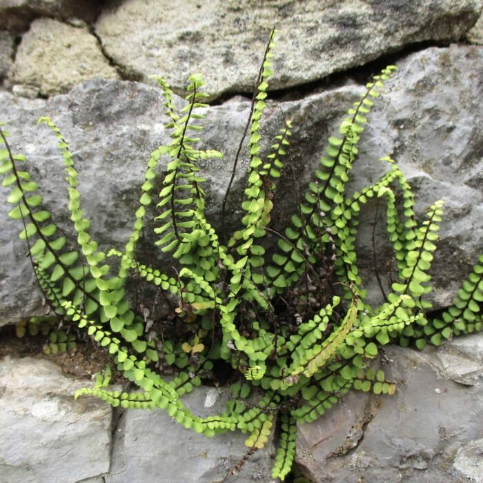 Maidenhair Spleenwort