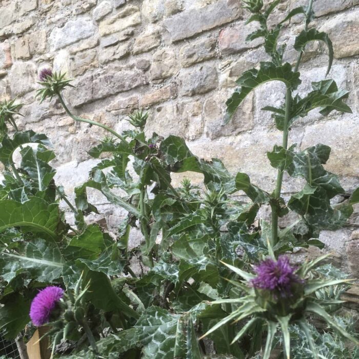 Milk Thistle