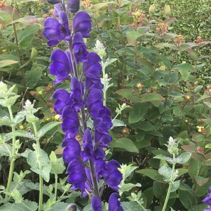 Monkshood - purple