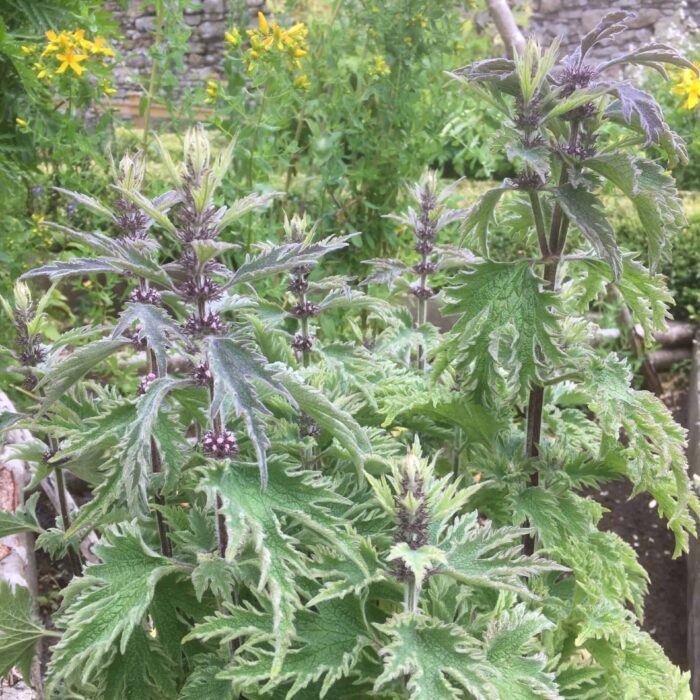 Motherwort