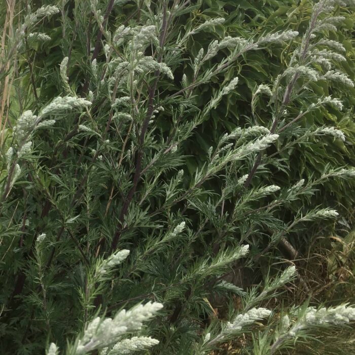 Mugwort
