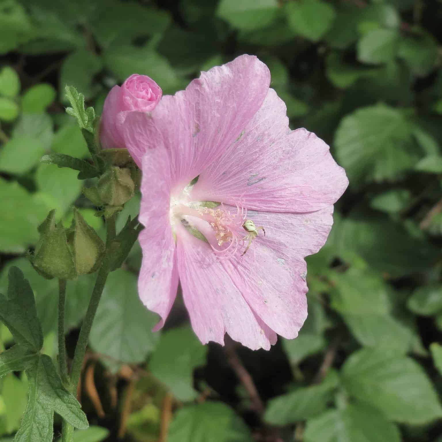 Musk Mallow (wc)