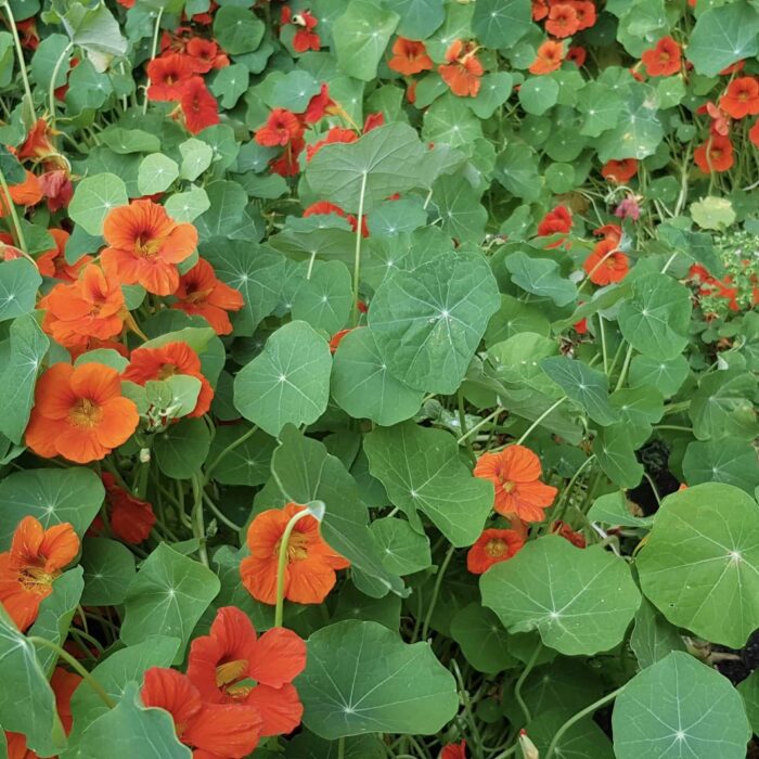 Nasturtium