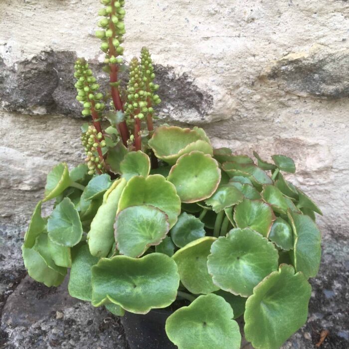 Navelwort