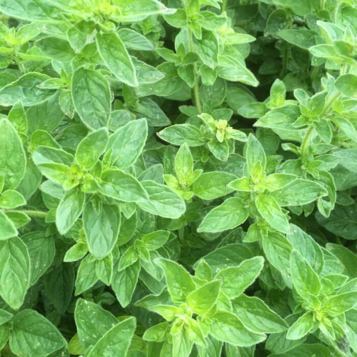 Oregano