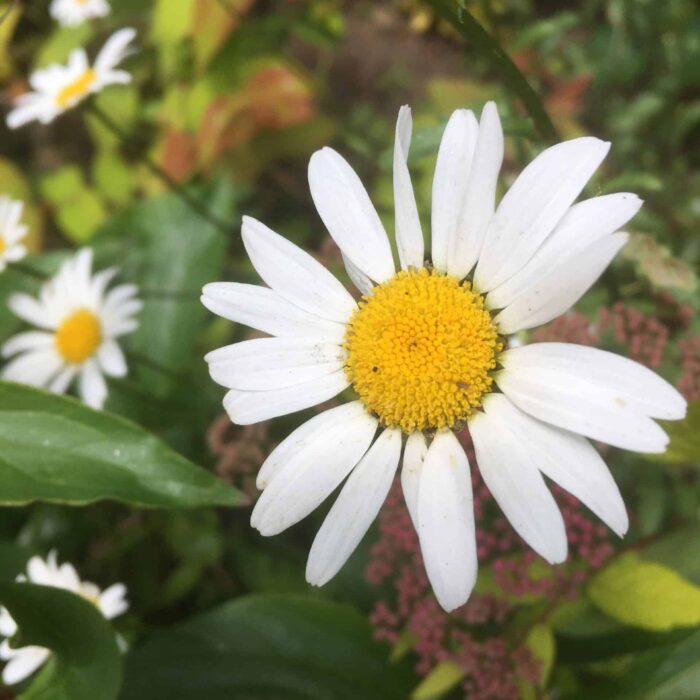 Ox-eye Daisy