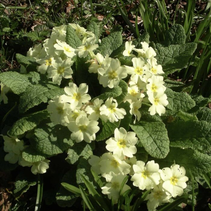 Primrose