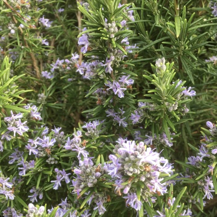 Rosemary