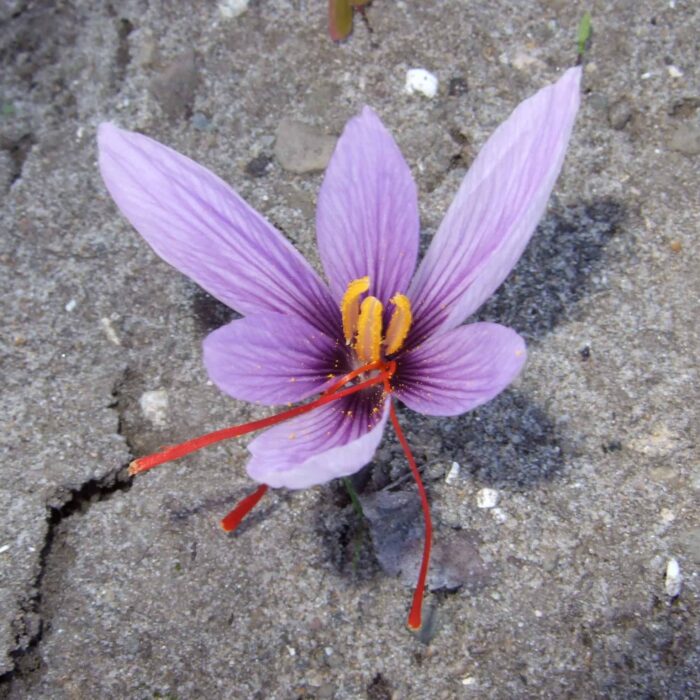 Saffron Crocus