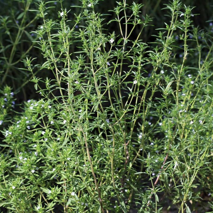 Savory - summer (wc)