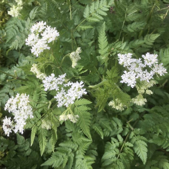 Sweet Cicely
