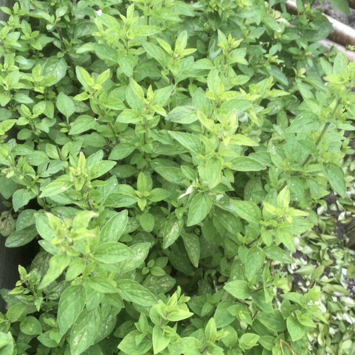 Sweet Marjoram