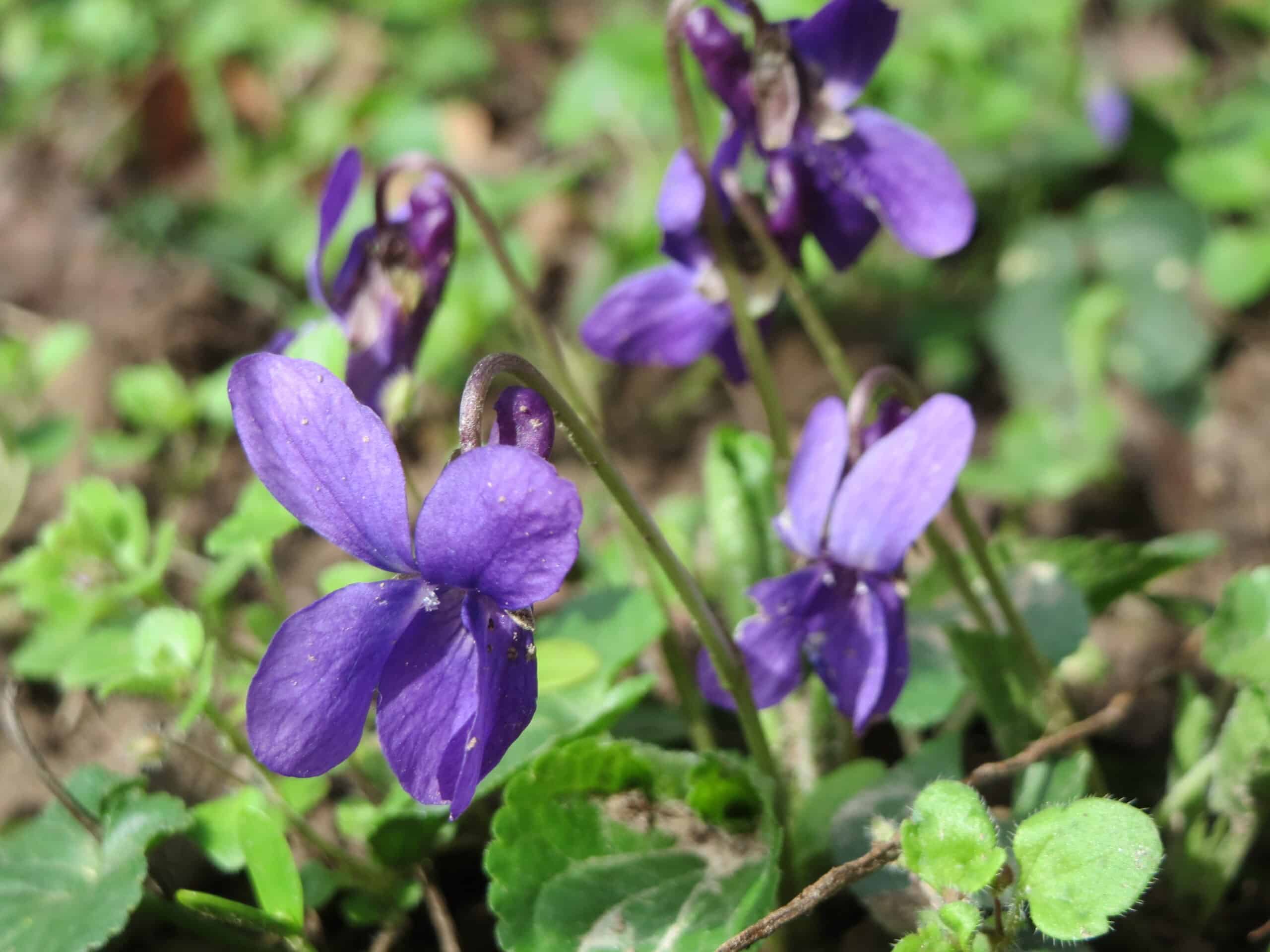 Sweet Violet