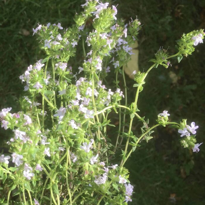 Thyme