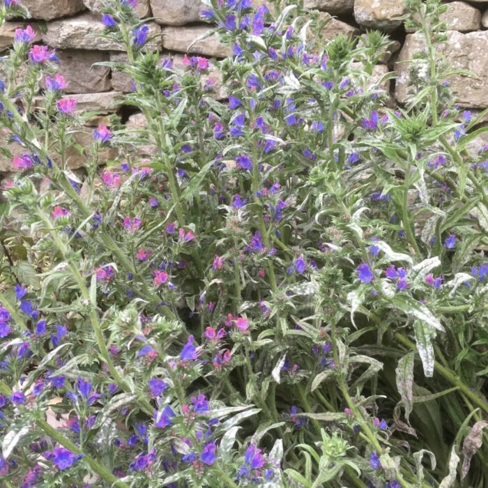 Viper's Bugloss
