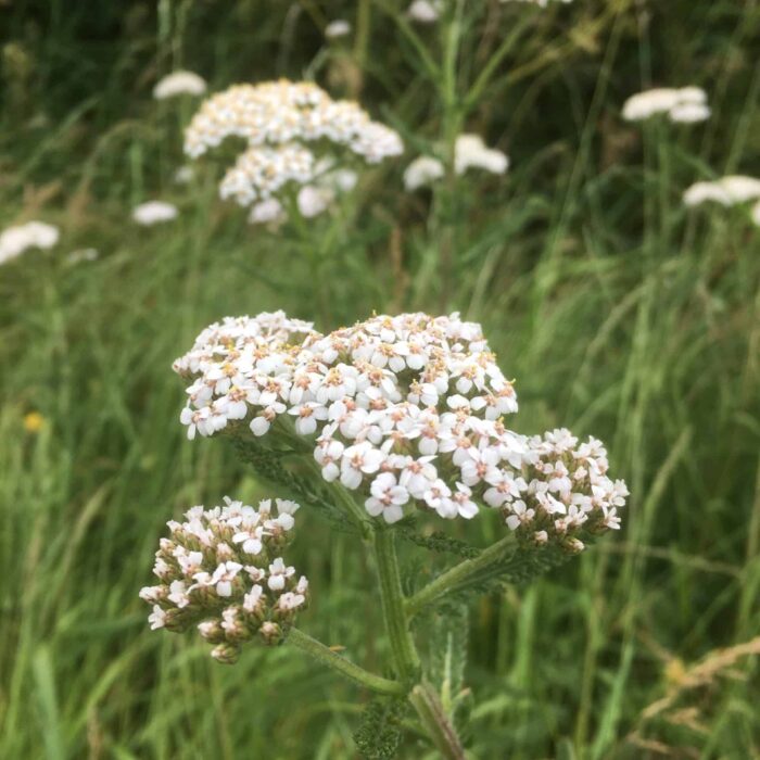 Yarrow
